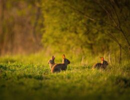 Zając a królik - jaka jest różnica?