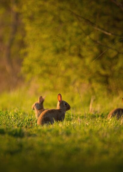 Zając a królik - jaka jest różnica?
